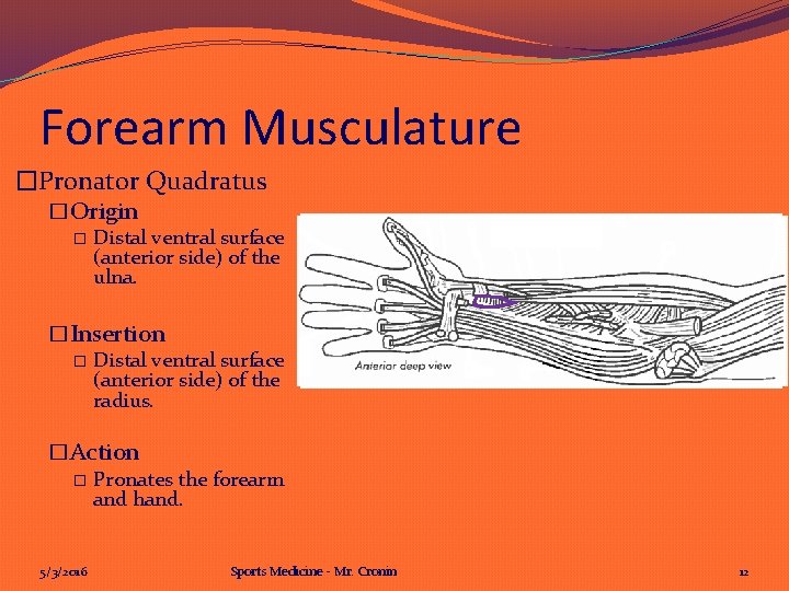 Forearm Musculature �Pronator Quadratus �Origin � Distal ventral surface (anterior side) of the ulna.