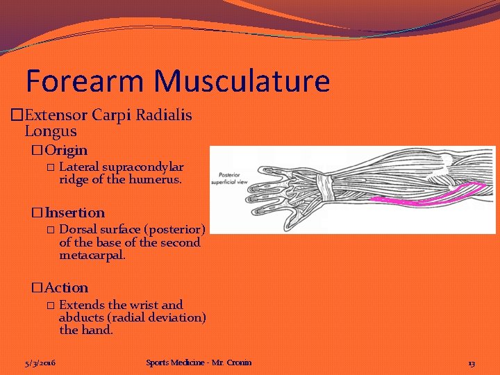 Forearm Musculature �Extensor Carpi Radialis Longus �Origin � Lateral supracondylar ridge of the humerus.