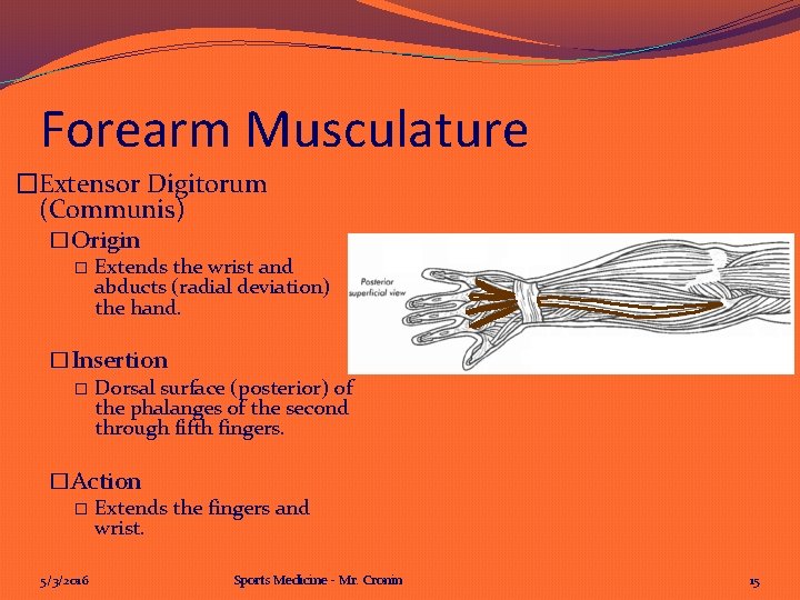 Forearm Musculature �Extensor Digitorum (Communis) �Origin � Extends the wrist and abducts (radial deviation)