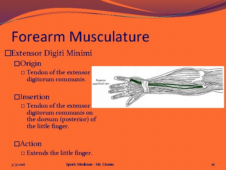 Forearm Musculature �Extensor Digiti Minimi �Origin � Tendon of the extensor digitorum communis. �Insertion