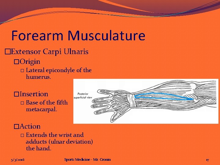 Forearm Musculature �Extensor Carpi Ulnaris �Origin � Lateral epicondyle of the humerus. �Insertion �