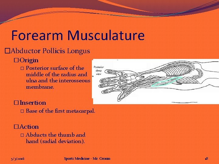 Forearm Musculature �Abductor Pollicis Longus �Origin � Posterior surface of the middle of the