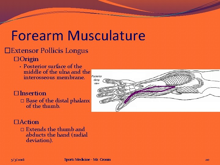 Forearm Musculature �Extensor Pollicis Longus �Origin • Posterior surface of the middle of the