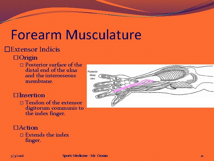 Forearm Musculature �Extensor Indicis �Origin � Posterior surface of the distal end of the