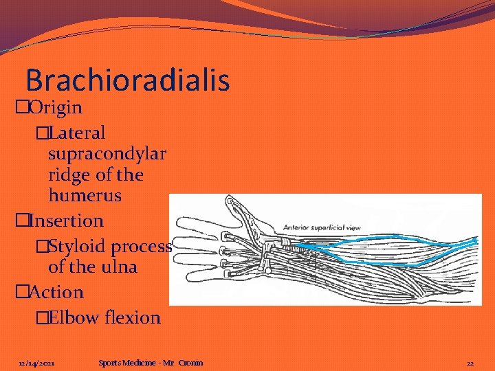 Brachioradialis �Origin �Lateral supracondylar ridge of the humerus �Insertion �Styloid process of the ulna