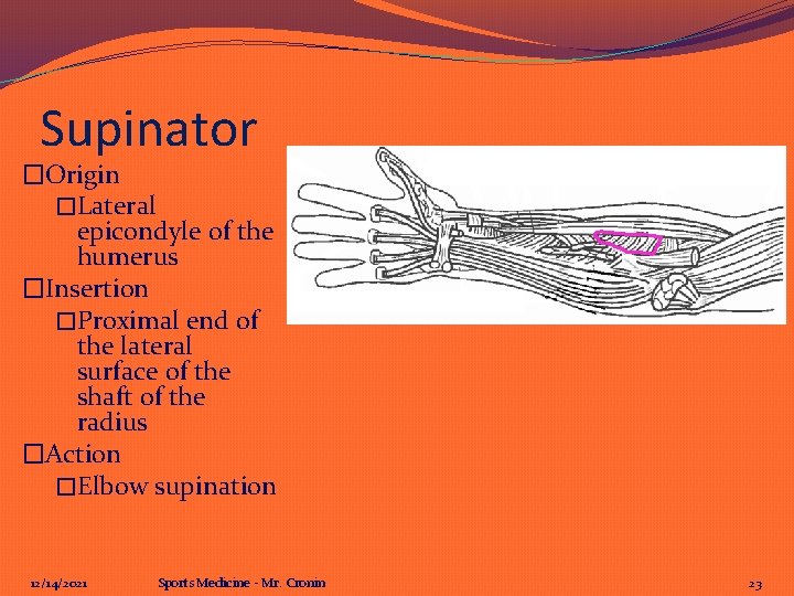 Supinator �Origin �Lateral epicondyle of the humerus �Insertion �Proximal end of the lateral surface