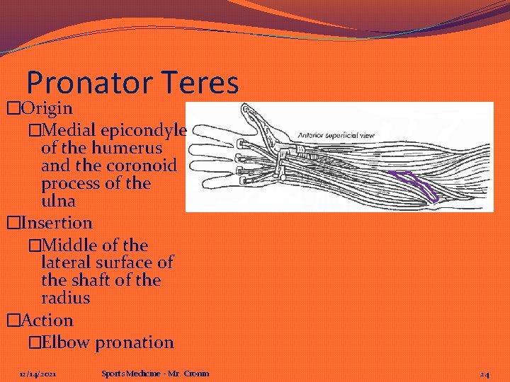 Pronator Teres �Origin �Medial epicondyle of the humerus and the coronoid process of the