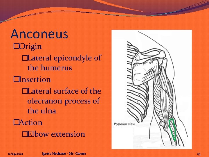 Anconeus �Origin �Lateral epicondyle of the humerus �Insertion �Lateral surface of the olecranon process