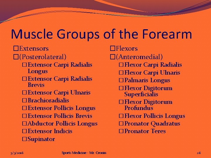 Muscle Groups of the Forearm �Extensors �(Posterolateral) �Extensor Carpi Radialis Longus �Extensor Carpi Radialis