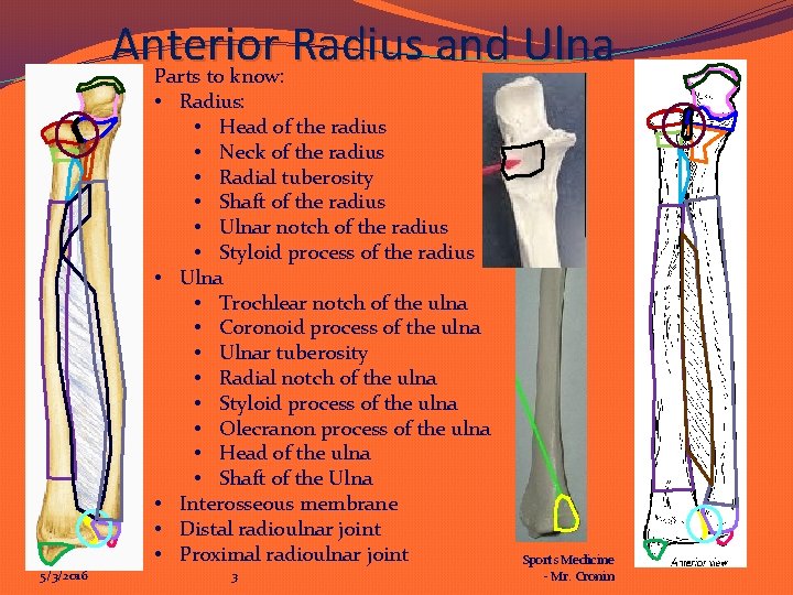 Anterior Radius and Ulna Parts to know: • Radius: • Head of the radius