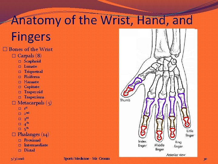 Anatomy of the Wrist, Hand, and Fingers � Bones of the Wrist � Carpals
