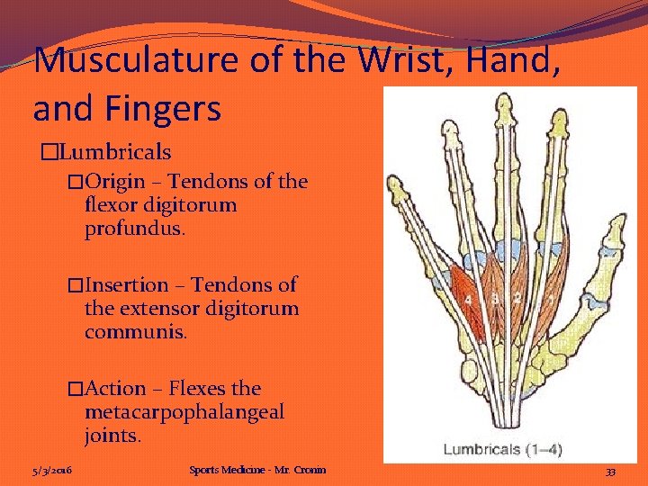 Musculature of the Wrist, Hand, and Fingers �Lumbricals �Origin – Tendons of the flexor