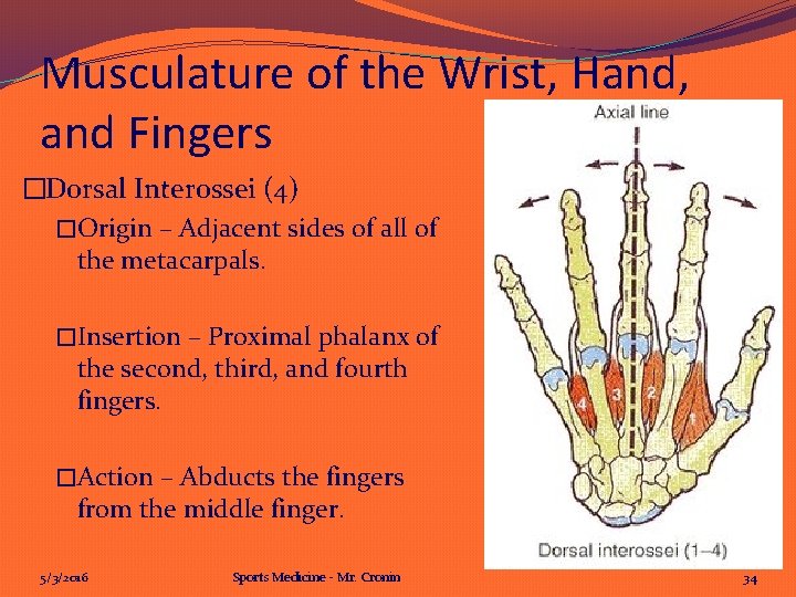 Musculature of the Wrist, Hand, and Fingers �Dorsal Interossei (4) �Origin – Adjacent sides