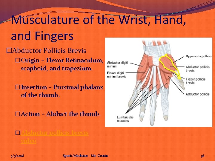 Musculature of the Wrist, Hand, and Fingers �Abductor Pollicis Brevis �Origin – Flexor Retinaculum,