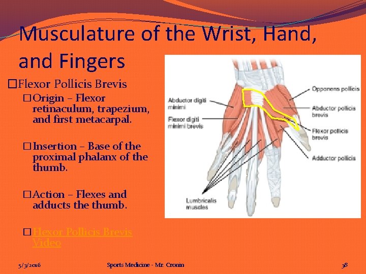 Musculature of the Wrist, Hand, and Fingers �Flexor Pollicis Brevis �Origin – Flexor retinaculum,