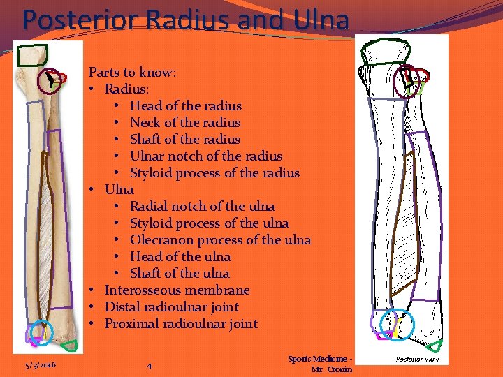 Posterior Radius and Ulna Parts to know: • Radius: • Head of the radius