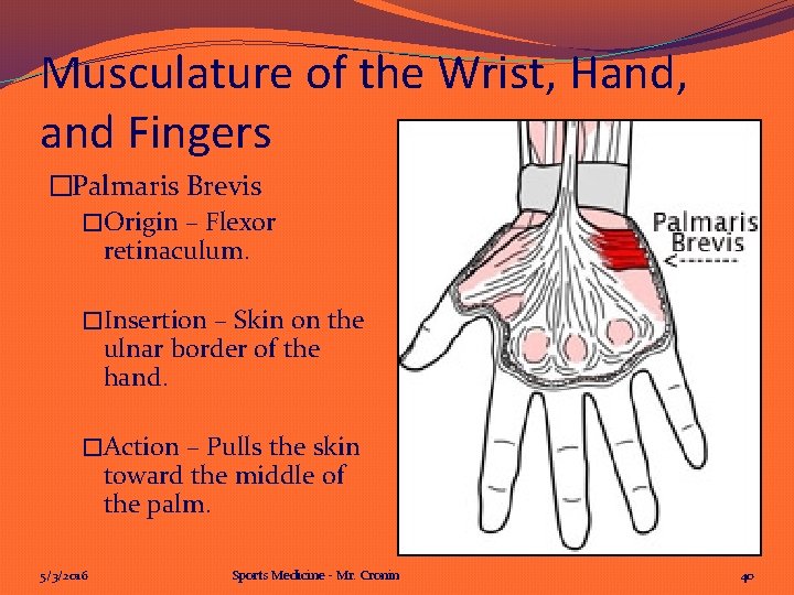 Musculature of the Wrist, Hand, and Fingers �Palmaris Brevis �Origin – Flexor retinaculum. �Insertion