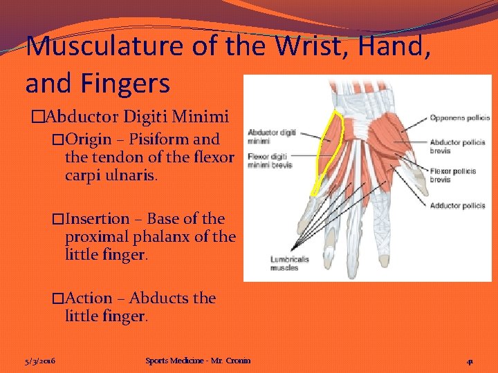 Musculature of the Wrist, Hand, and Fingers �Abductor Digiti Minimi �Origin – Pisiform and