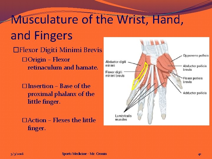 Musculature of the Wrist, Hand, and Fingers �Flexor Digiti Minimi Brevis �Origin – Flexor Musculature of the Wrist, Hand, and Fingers �Flexor Digiti Minimi Brevis �Origin – Flexor