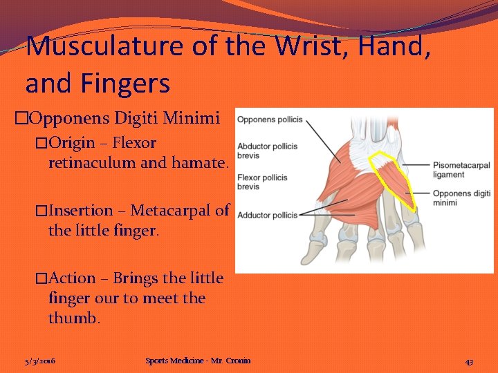 Musculature of the Wrist, Hand, and Fingers �Opponens Digiti Minimi �Origin – Flexor retinaculum