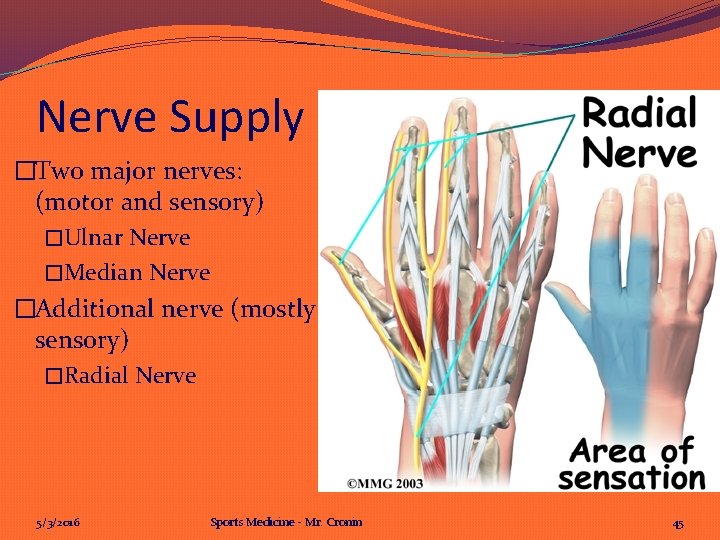 Nerve Supply �Two major nerves: (motor and sensory) �Ulnar Nerve �Median Nerve �Additional nerve