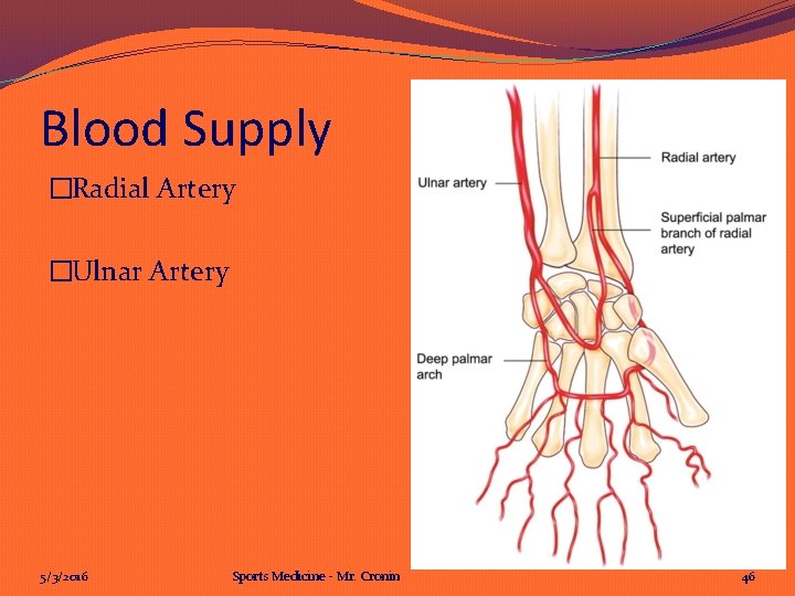 Blood Supply �Radial Artery �Ulnar Artery 5/3/2016 Sports Medicine - Mr. Cronin 46 