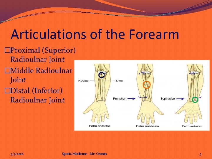 Articulations of the Forearm �Proximal (Superior) Radioulnar Joint �Middle Radioulnar Joint �Distal (Inferior) Radioulnar