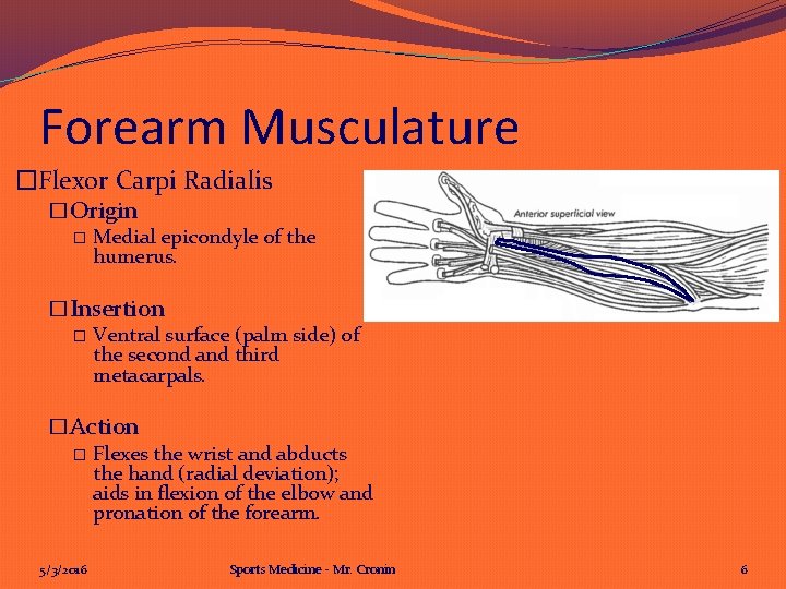 Forearm Musculature �Flexor Carpi Radialis �Origin � Medial epicondyle of the humerus. �Insertion �