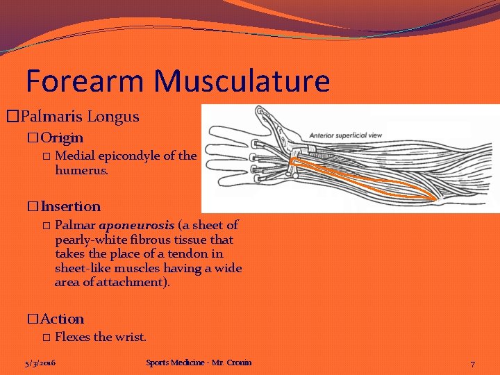 Forearm Musculature �Palmaris Longus �Origin � Medial epicondyle of the humerus. �Insertion � Palmar