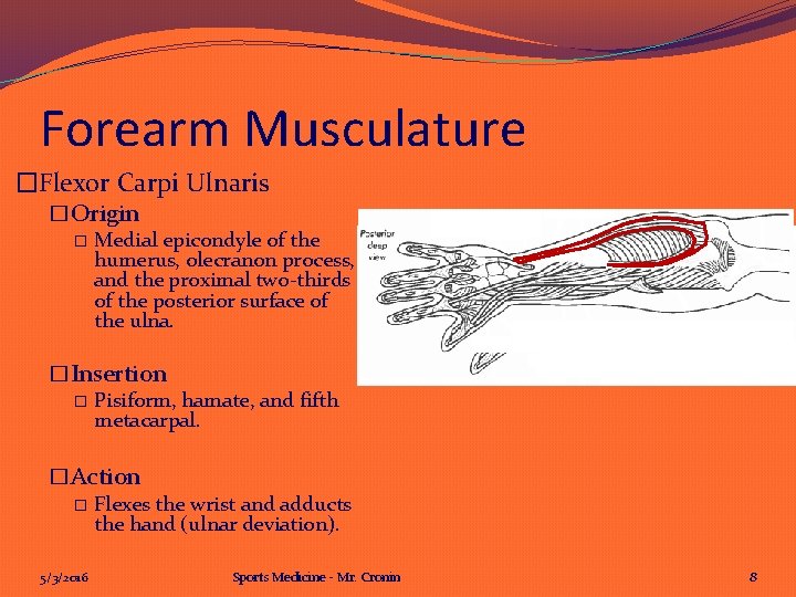 Forearm Musculature �Flexor Carpi Ulnaris �Origin � Medial epicondyle of the humerus, olecranon process,