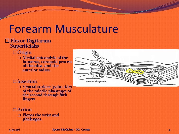 Forearm Musculature �Flexor Digitorum Superficialis � Origin � Medial epicondyle of the humerus, coronoid