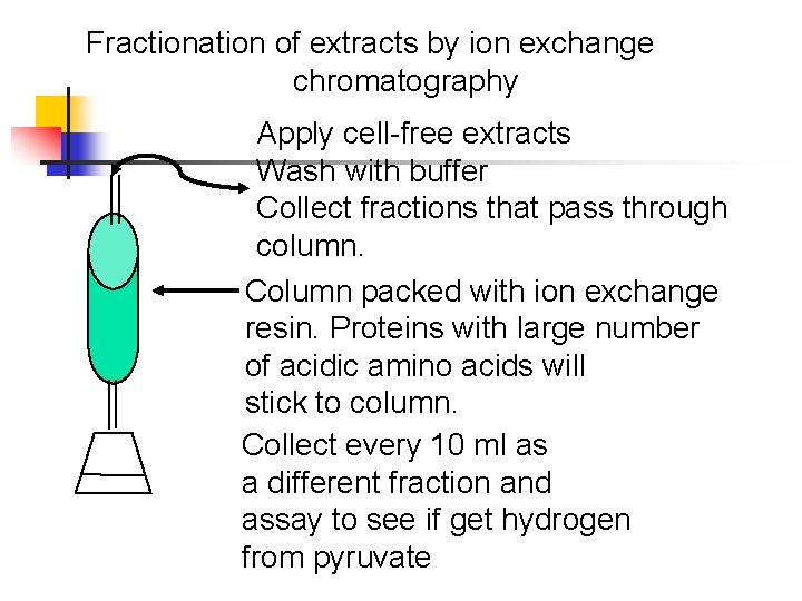 Fractionation of extracts by ion exchange chromatography Apply cell-free extracts Wash with buffer Collect