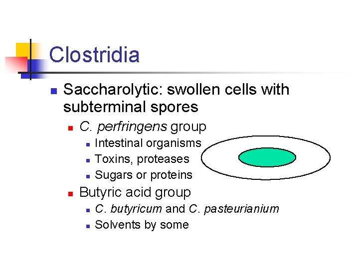 Clostridia n Saccharolytic: swollen cells with subterminal spores n C. perfringens group n n