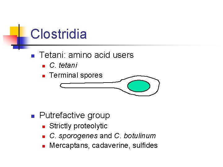 Clostridia n Tetani: amino acid users n n n C. tetani Terminal spores Putrefactive