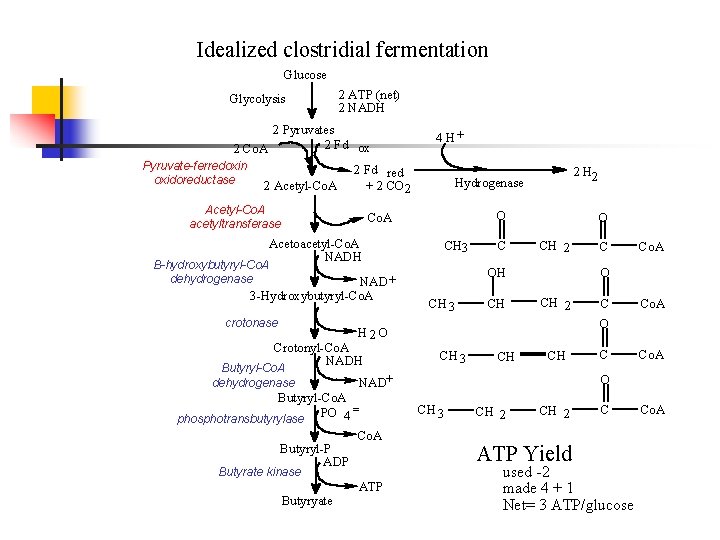 Idealized clostridial fermentation Glucose Glycolysis 2 ATP (net) 2 NADH 2 Pyruvates 2 Fd