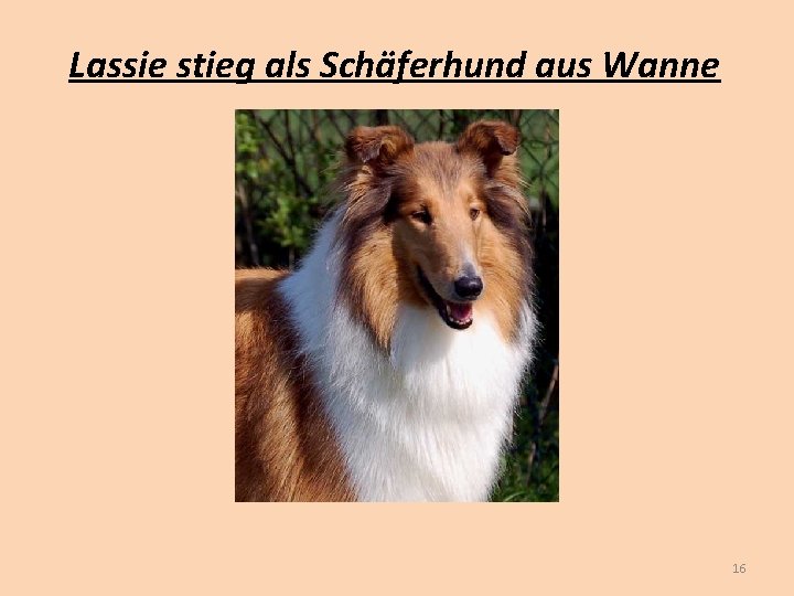 Lassie stieg als Schäferhund aus Wanne 16 