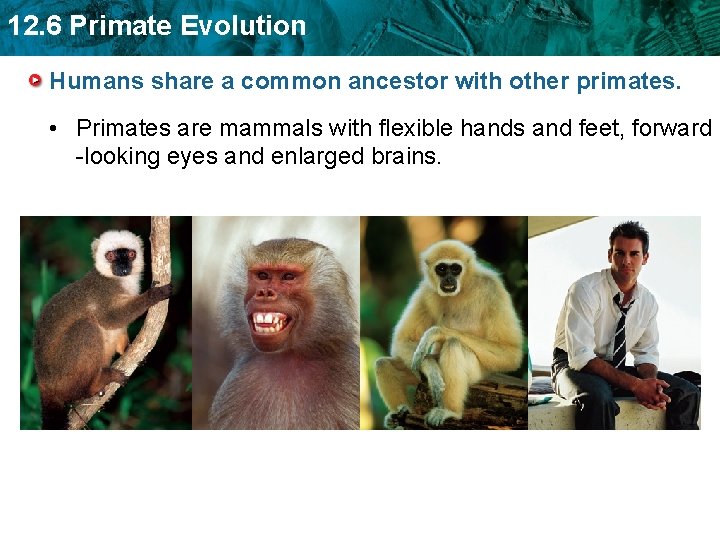 12. 6 Primate Evolution Humans share a common ancestor with other primates. • Primates