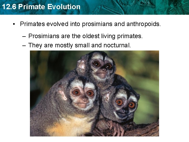 12. 6 Primate Evolution • Primates evolved into prosimians and anthropoids. – Prosimians are