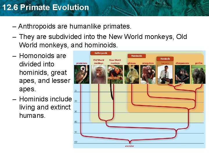 12. 6 Primate Evolution – Anthropoids are humanlike primates. – They are subdivided into