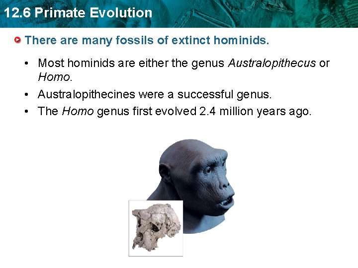 12. 6 Primate Evolution There are many fossils of extinct hominids. • Most hominids