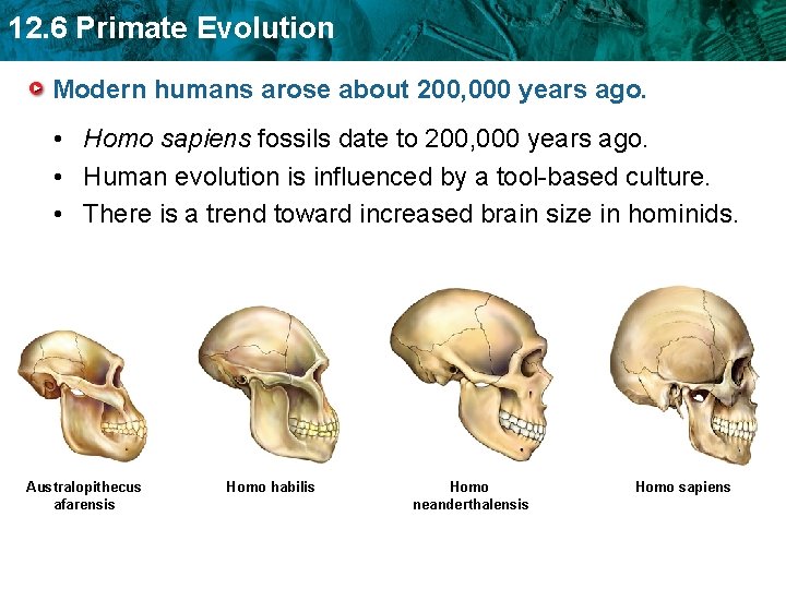 12. 6 Primate Evolution Modern humans arose about 200, 000 years ago. • Homo