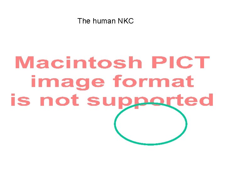 The human NKC 