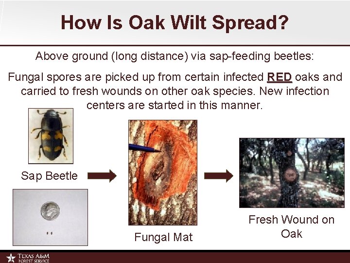 How Is Oak Wilt Spread? Above ground (long distance) via sap-feeding beetles: Fungal spores