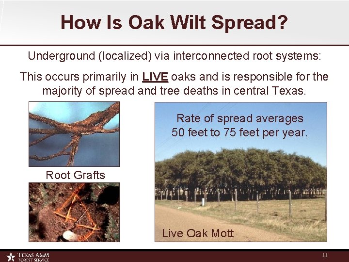 How Is Oak Wilt Spread? Underground (localized) via interconnected root systems: This occurs primarily