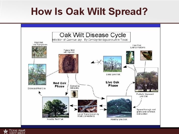 How Is Oak Wilt Spread? 