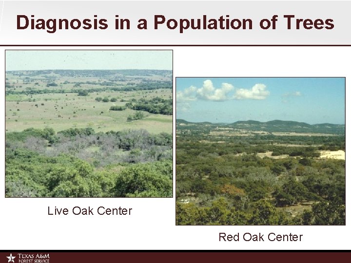 Diagnosis in a Population of Trees Live Oak Center Red Oak Center 