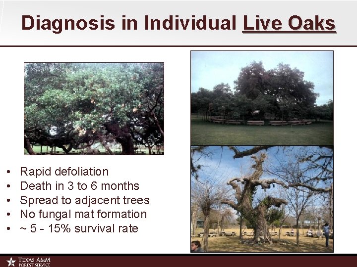 Diagnosis in Individual Live Oaks • • • Rapid defoliation Death in 3 to