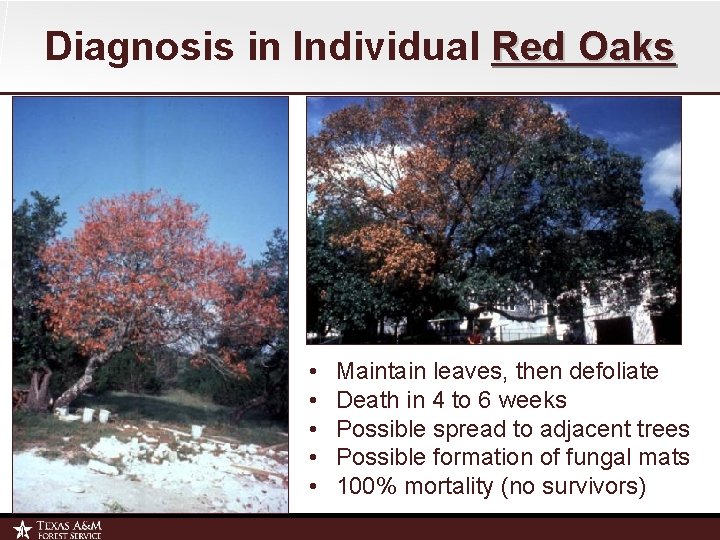 Diagnosis in Individual Red Oaks • • • Maintain leaves, then defoliate Death in