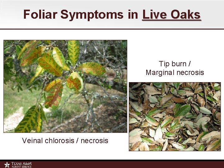 Foliar Symptoms in Live Oaks Tip burn / Marginal necrosis Veinal chlorosis / necrosis