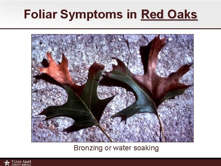 Foliar Symptoms in Red Oaks Bronzing or water soaking 